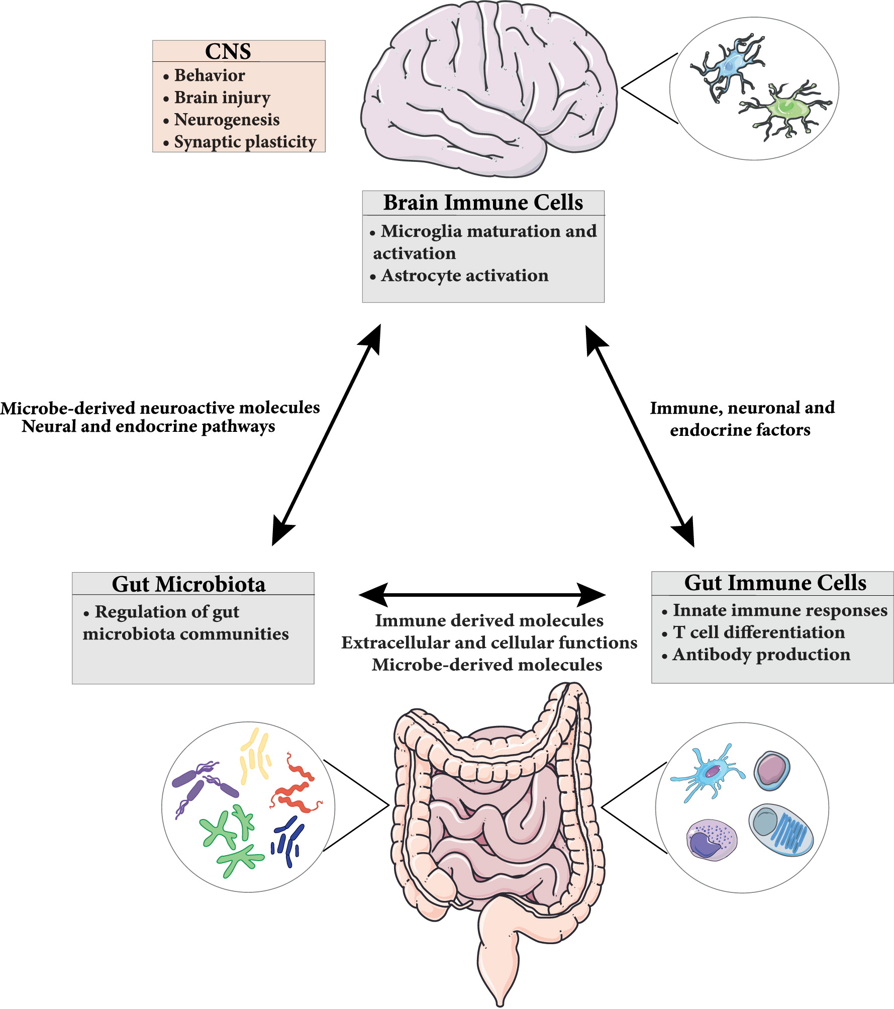 Microbiota Immune Interactions From Gut To Brain